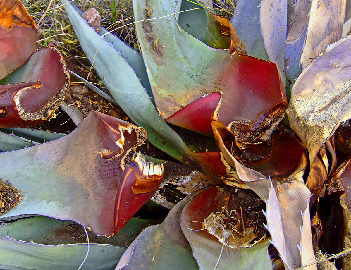 Dying Agave by Jann Alexander © 2011