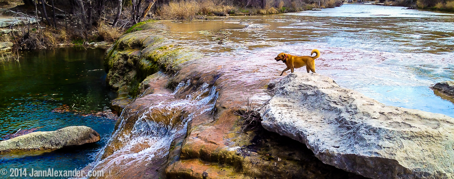 Sally at Bull Creek by Jann Alexander © 2014