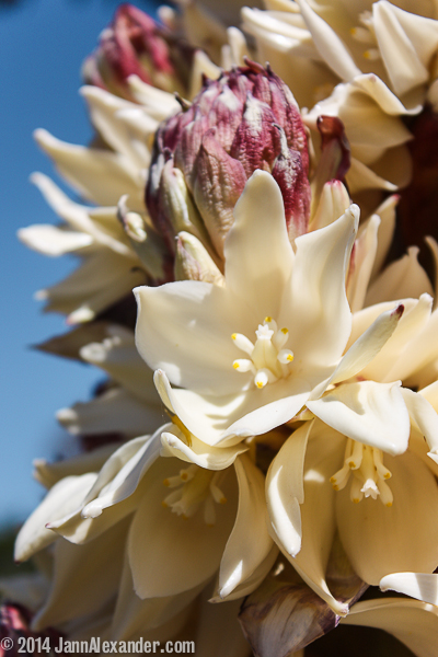 West Texas Yucca Bloom by Jann Alexander © 2014