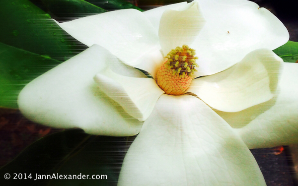Windy Magnolia flower photo by Jann Alexander ©2014