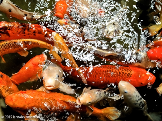 Koi in Motion iPhoneography © 2103 by Jann Alexander